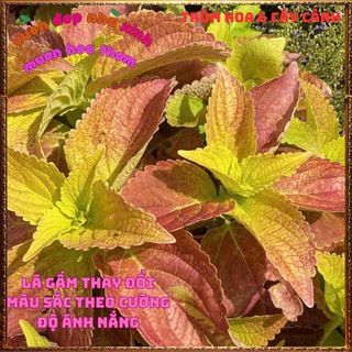 Chậu Lá Gấm Hoàng Hôn Màu Tuyệt Đẹp Tía Tô Cảnh Mới Lạ Trồng Đâu cũng đẹp🌺 BẢO HÀNH CÂY GIỐNG VÀ HOA CHUẨN