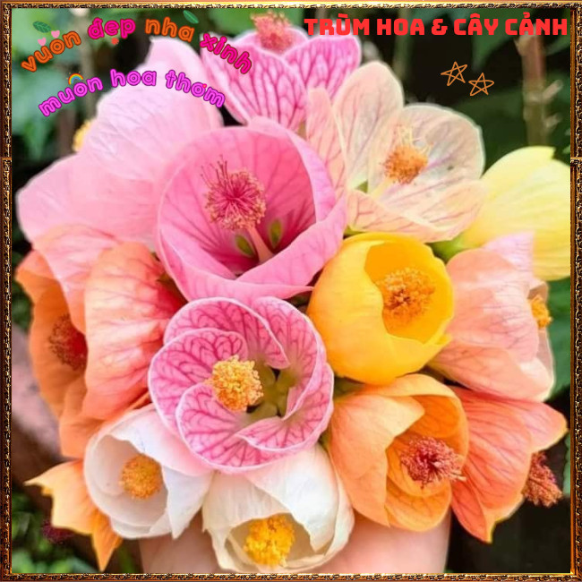 Chậu Cây Hoa Bụp Lồng Đèn TRẮNG KEM Râm Bụt Đèn Treo Màu Mới Tuyệt Đẹp✳️TRÙM HOA VÀ CÂY CẢNH