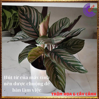 Chậu đuôi công sọc trắng cây để bàn lọc không khí đem đến may mắn️💄 Siêu Thị Hoa