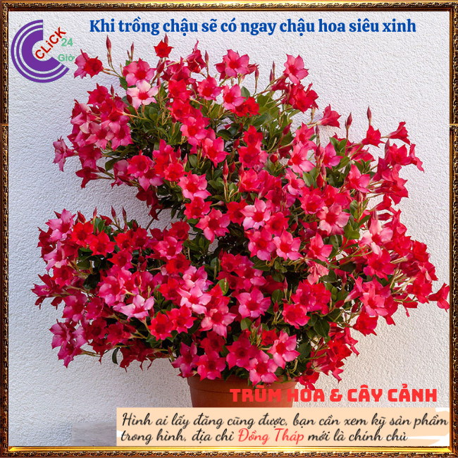 Chậu hoa huyết anh đỏ rực rỡ hoa leo siêu đẹp hoa trang đài đỏ son môi⏰Hoa Mười Giờ Bonsai & Phụ Kiện