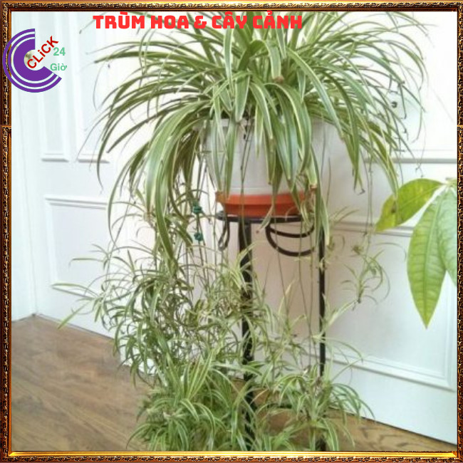 Chậu Ngải Nàng Gù Kéo Khách Cây Phong Thủy Cầu Tài Mang May Mắn Đến⏰Hoa Mười Giờ Bonsai & Phụ Kiện