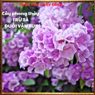 Cây ánh hồng lan tỏi xua đuổi rắn, côn trùng, trừ tà làm cổng rào💍 SHOP PP ONLINE CLICK 24 GIỜ