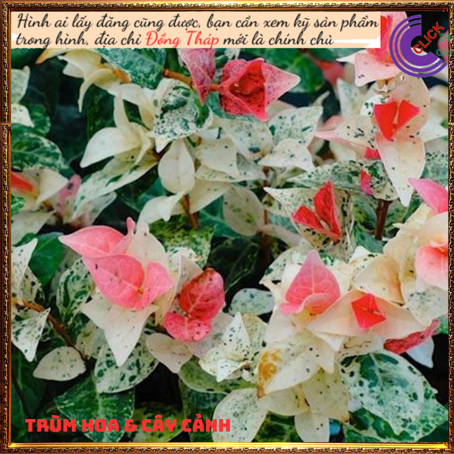 2 CHẬU THẰN LẰN CẨM THẠCH GIỐNG THÁI LEO TƯỜNG TRỒNG CHẬU SIÊU XINH⏰ TRÙM HOA VÀ CÂY CẢNH