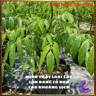 CÂY CÓC THÁI GIỐNG LÙN SIÊU QUẢ ĐANG HOA TRÁI QUANH NĂM GIÒN NGỌT️️🥁MiMa market
