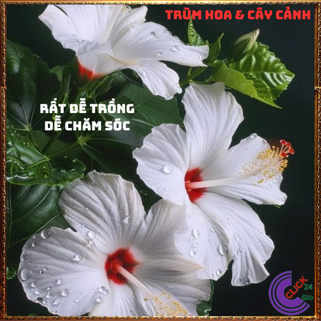 CHẬU CÂY HOA RÂM BỤT TRẮNG ĐƠN HOA TO KHỦNG NỞ QUANH NĂM BÔNG BỤP ĐẸP⏰ TRÙM HOA VÀ CÂY CẢNH