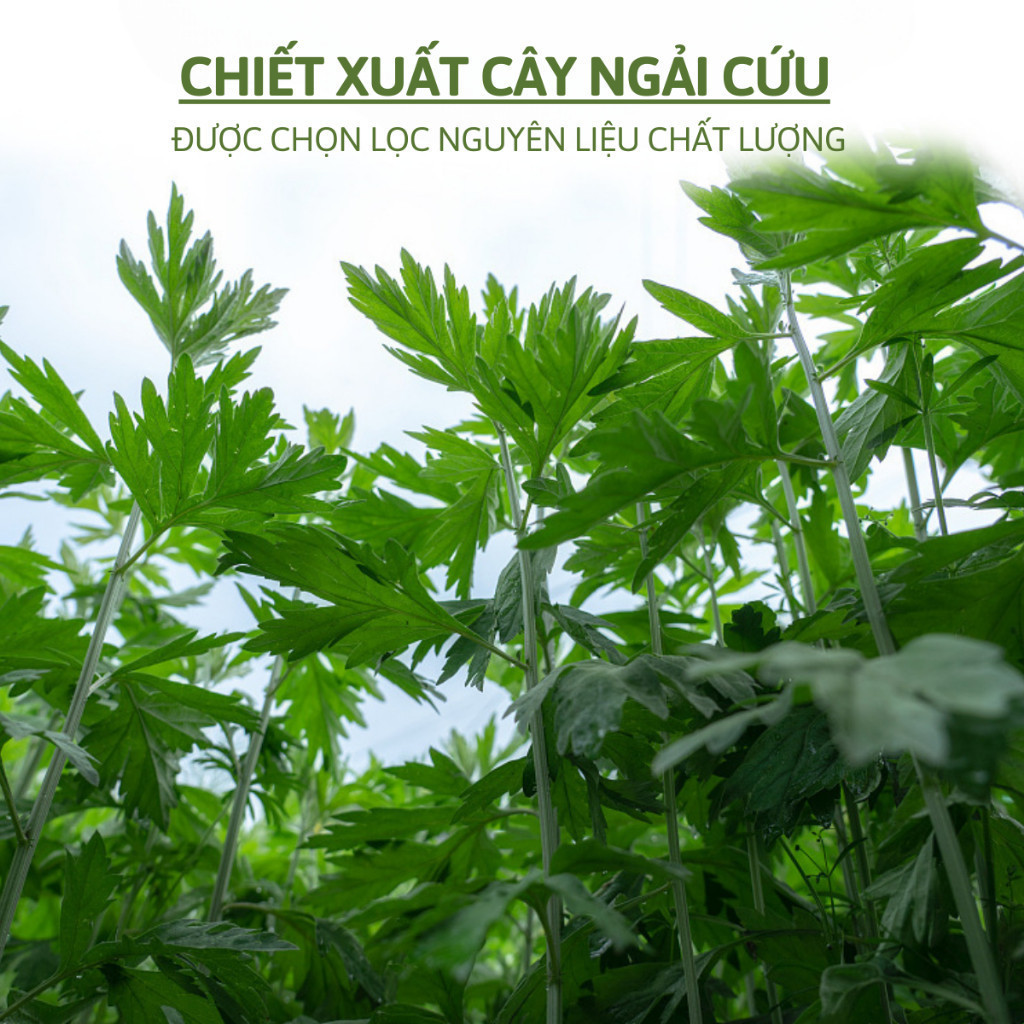 Thiết kế của Hộp Miếng Dán
