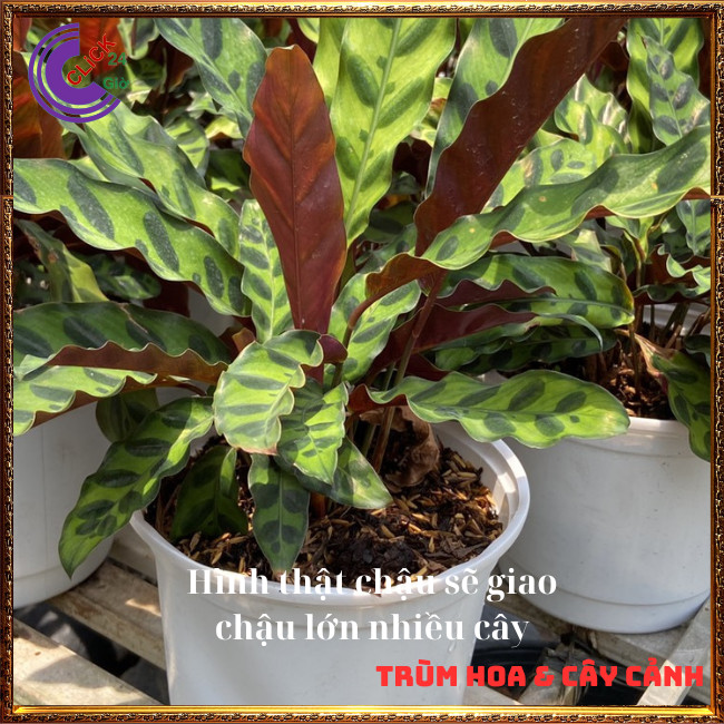 Chậu đuôi phụng để bàn có nhiều con sum mang lại may mắn tiền tài⏰Hoa Mười Giờ Bonsai & Phụ Kiện