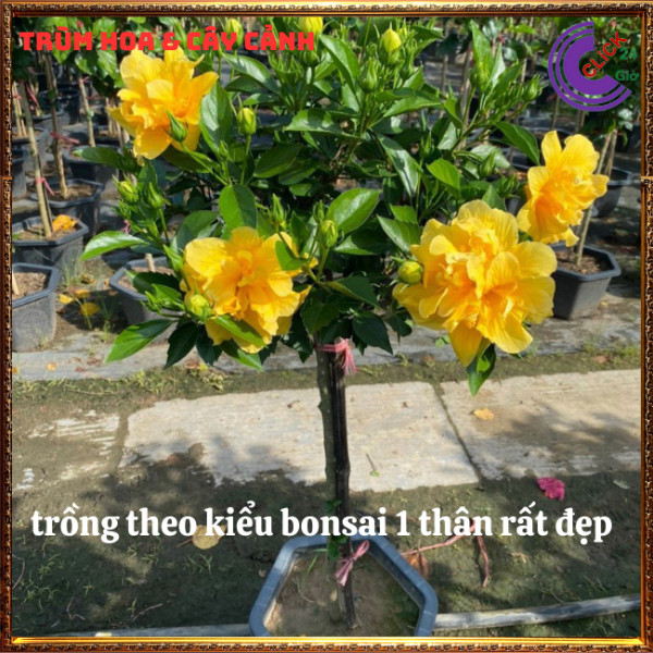 Chậu hoa râm bụt màu vàng cánh kép bông bụp thái đại hồng hoa cẩm quỳ⏰TRÙM HOA VÀ CÂY CẢNH