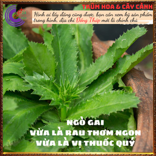 Chậu rau mùi tàu hương thơm đặc biệt cho món ăn và là dược liệu quý ️️🥁MiMa market