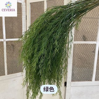 Cành măng tây có thân trang trí nhà cửa, hoa cưới, studio ảnh cưới CEVERIA