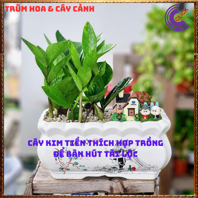 CHẬU CÂY KIM TIỀN NHỎ LÀM TIỂU CẢNH ĐỂ BÀN HÚT TÀI LỘC PHÚ QUÝ ⏰TRÙM HOA VÀ CÂY CẢNH