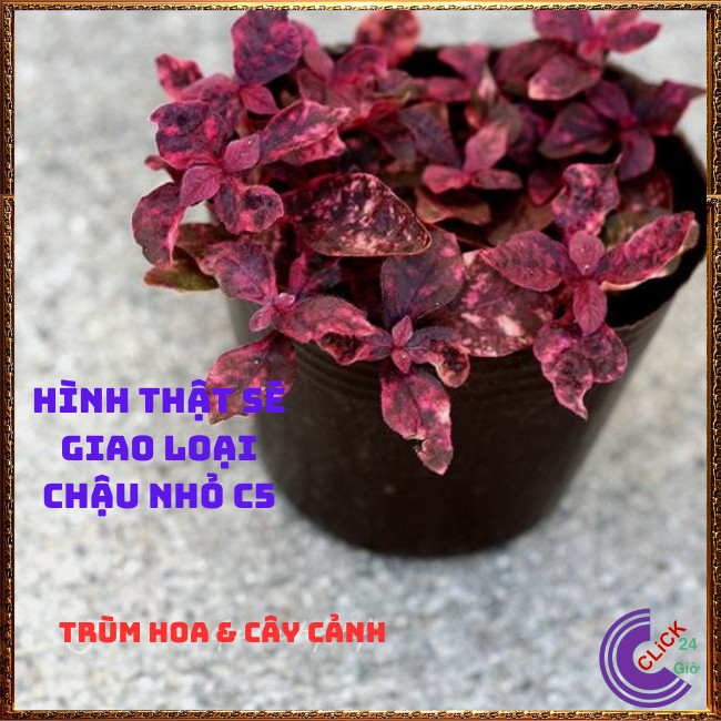 CHẬU CÂY RUBY ĐỎ TẠO SẮC ĐỐI LẬP KHI PHỐI MÀU THẢO HOA HOẶC TRỒNG VIỀN⏰Hoa Mười Giờ Bonsai & Phụ Kiện