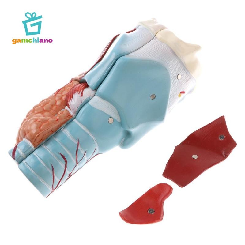 Gamchiano Magnification 2X Human Pharynx Larynx Model - 5 bộ phận có thể tháo rời, Đồ dùng sống động,