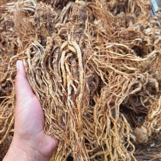 Sâm Đương Quy Tươi Ngâm Rượu