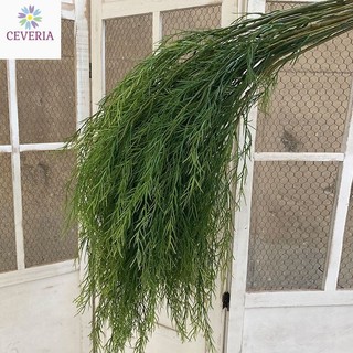 Cành măng tây có thân trang trí nhà cửa, hoa cưới, studio ảnh cưới CEVERIA