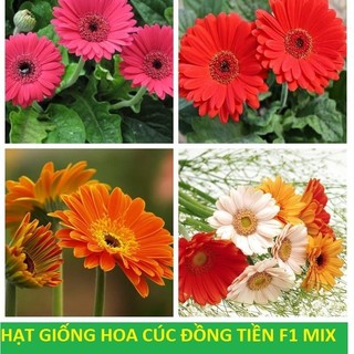 Hạt Giống Hoa Đồng Tiền Mix màu F1 - Giống chất lượng cao