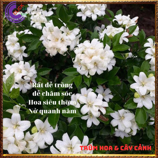 Cây nguyệt quế hoa thơm ngát nở xua đuổi tà khí mang lại tiền tài 💍 SHOP PP ONLINE CLICK 24 GIỜ