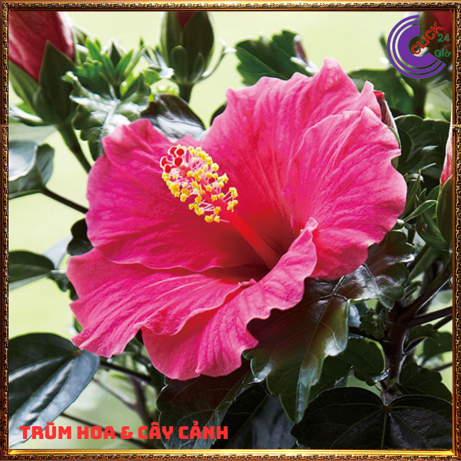 Cây hoa dâm bụt thái sen cánh đơn bông bụp đại hồng hoa cẩm quỳ khủng⏰Hoa Mười Giờ Bonsai & Phụ Kiện