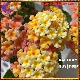 CHẬU TRÂM ỔI VÀNG CAM MƠ THƠM NGÁT SƯU TẦM NGŨ SẮC 50 MÀU RỰC RỠ️⚜️Siêu Thị Hoa Và Cây Giống