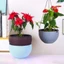 PWSSEND Giỏ dệt Plaited, Chậu hoa trồng cây trong nhà bằng nhựa tròn, Trang trí sân vườn có dây chuyền Trang trí nội thất Chậu hoa treo ban công