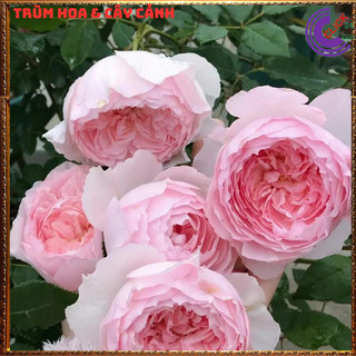 Chậu hoa hồng Nhật Misaki rose nguyên bản thơm hoa quả ngọt ngào 🕰Yêu Nhà Yêu Hoa