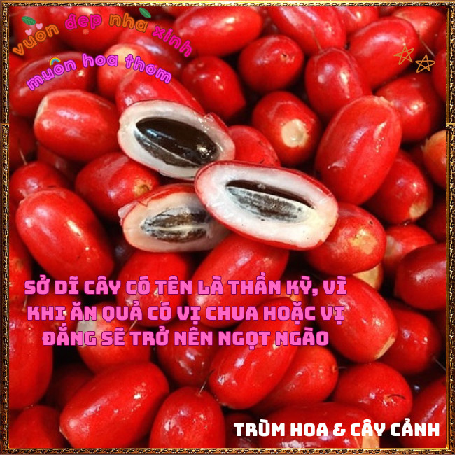 Chậu Cây Thần Kỳ Đổi Vị Cay Chua Đắng Mặn Thành Ngọt Thần Kì Chữa Bệnh✳️TRÙM HOA VÀ CÂY CẢNH
