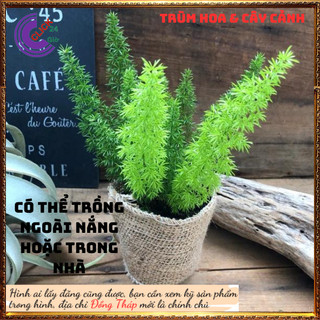 Chậu Cây Tùng Đuôi Chồn Để Bàn Cây Đuôi Cáo Cây Phát Tài Sung Túc️💄Siêu Thị Hoa