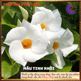 Chậu hoa tuyết anh trắng tinh khôi hoa trang đài trắng tuyệt đẹp🕰 Yêu Nhà Yêu Hoa