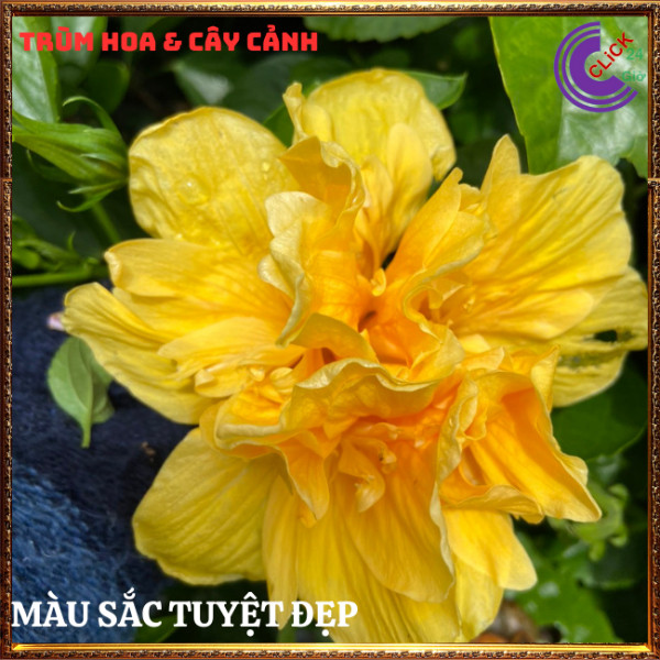 Cây hoa dâm bụt thái màu vàng cánh kép bông bụp đại hồng hoa cẩm quỳ⏰Hoa Mười Giờ Bonsai & Phụ Kiện