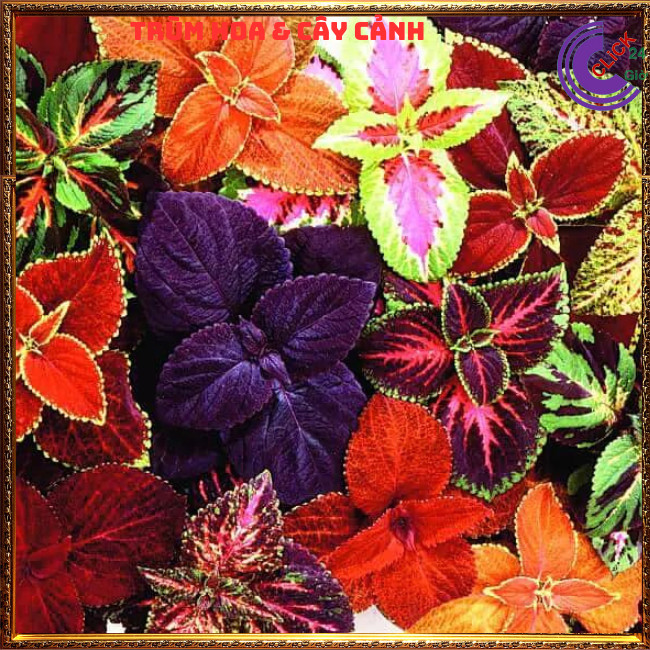 COMBO 5 CHẬU 5 MÀU LÁ GẤM SIÊU ĐẸP TÍA TÔ CẢNH ⏰ TRÙM HOA VÀ CÂY CẢNH