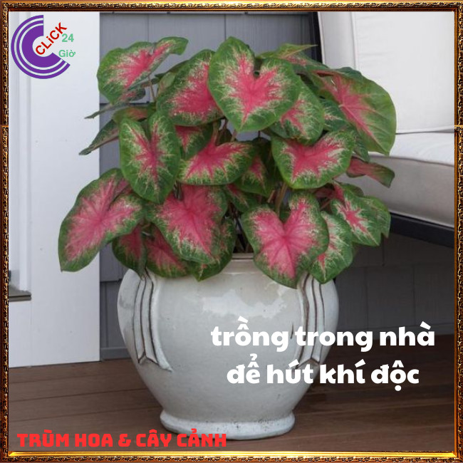 CHẬU MÔN ĐỐM ĐỂ BÀN LÀM TIỂU CẢNH XINH XẮN⏰TRÙM HOA VÀ CÂY CẢNH