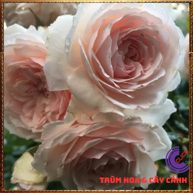 Chậu hoa hồng Nhật Misaki rose màu hồng kem thơm hoa quả ngọt ngào ⏰TRÙM HOA VÀ CÂY CẢNH