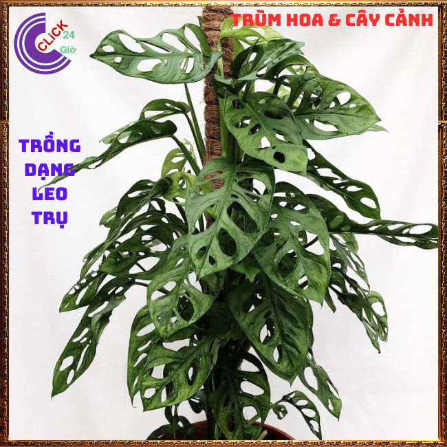 CHẬU CÂY TRẦU BÀ LỖ SIÊU LỌC KHÔNG KHÍ cây trồng trong nhà⏰ Hoa Mười Giờ Bonsai & Phụ Kiện