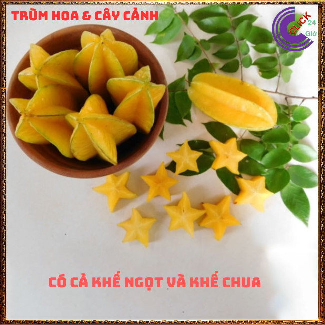 Chậu Cây Khế NGỌT Siêu Trái Cao 70 cm khỏe đẹp Nhiều dinh dưỡng🍇TRÙM HOA VÀ CÂY CẢNH