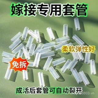 Rau Quả Cây Trái Cây Chuyên Dụng Ghép Tay Cà Chua Cây Giống Dưa Hấu Ghép Ống Silicon Nhánh Hoa Ghép Ống IUZM