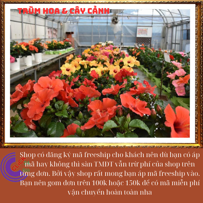 Cây hoa dâm bụt Cam cánh đơn bông bụp thái đại hồng hoa cẩm quỳ to⏰Hoa Mười Giờ Bonsai & Phụ Kiện