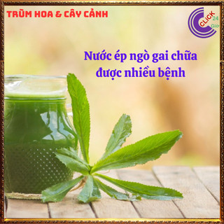 Chậu rau ngò gai hương thơm đặc biệt cho món ăn và là dược liệu quý 💍SHOP PP ONLINE CLICK 24 GIỜ