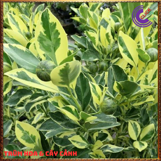 CHẬU TẮC CẨM THẠCH CAO TRÊN 50CM CÂY QUẤT, CÂY HẠNH THÁI SỌC ĐẸP ⏰ TRÙM HOA VÀ CÂY CẢNH