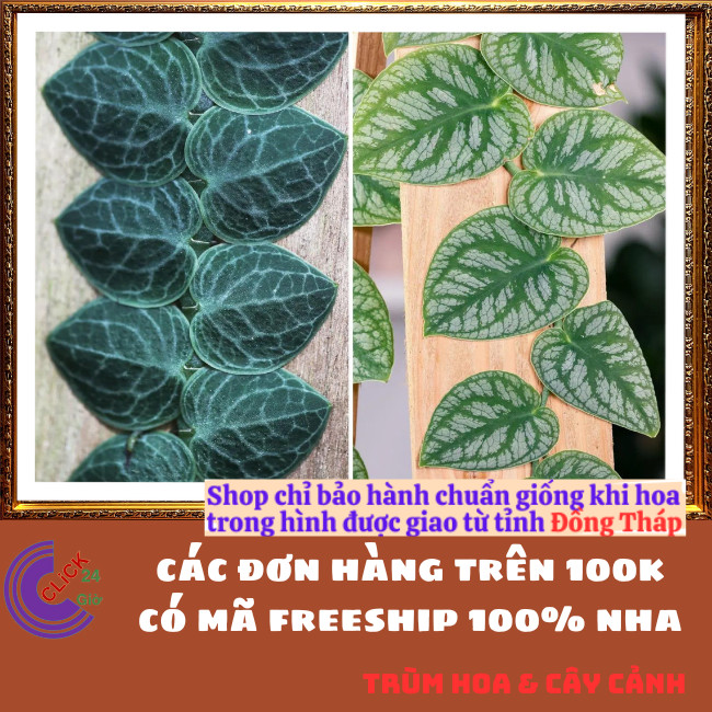 Chậu TẮC KÈ GẤM LÁ KHỔNG LỒ cao 60cm dây leo bám tường họ thằn lằn⏰TRÙM HOA VÀ CÂY CẢNH