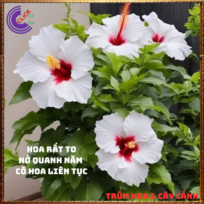 CHẬU BÔNG BỤP TRẮNG CÁNH ĐƠN HOA TO KHỦNG NỞ QUANH NĂM RÂM BỤT THÁI⏰ Hoa Mười Giờ Bonsai & Phụ Kiện