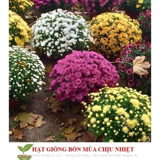 Hạt Giống Hoa Cúc Mâm Xôi Hàn Nhiều Màu - Trồng Tết bán cực chạy
