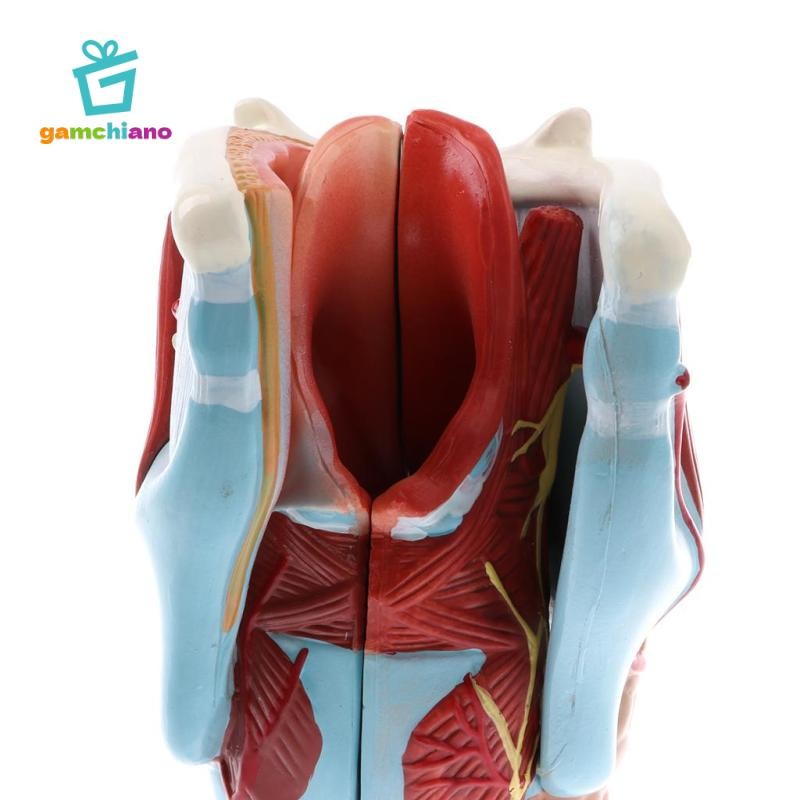 Gamchiano Magnification 2X Human Pharynx Larynx Model - 5 bộ phận có thể tháo rời, Đồ dùng sống động,