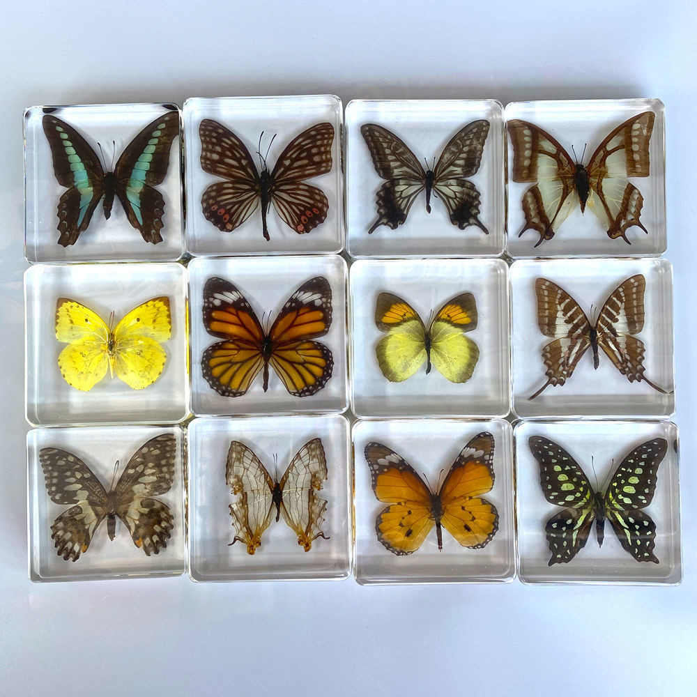thumbnail image 2 of Real Insect Specimens In Resin - Educational Science Collection With Butterflies, Spiders & More 2 of 4