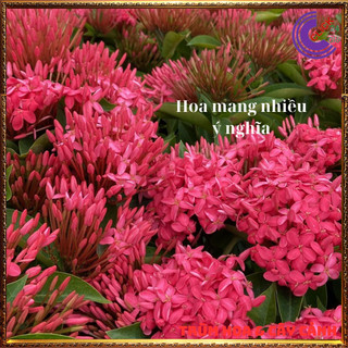 Chậu hoa mẫu đơn siêu chùm hồng như ý hoa to nở quanh năm tuyệt đẹp ✡️ Siêu Thị Hoa Và Cây Giống