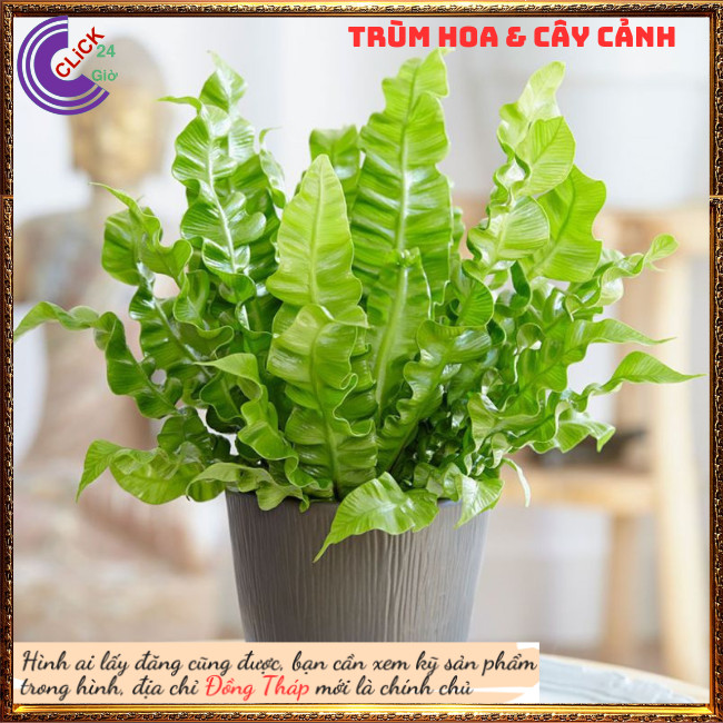Cây ráng ổ phụng nhún mới lạ độc đáo trồng trong nhà nhiều lợi ích 💍 ...
