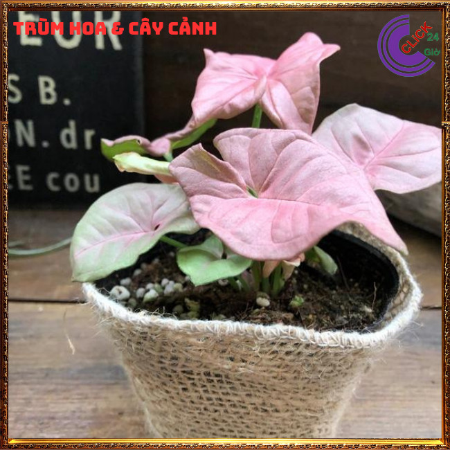 Chậu trầu bà hồng cây trồng trong nhà cây để bàn màu xinh xắn ⏰ TRÙM HOA VÀ CÂY CẢNH