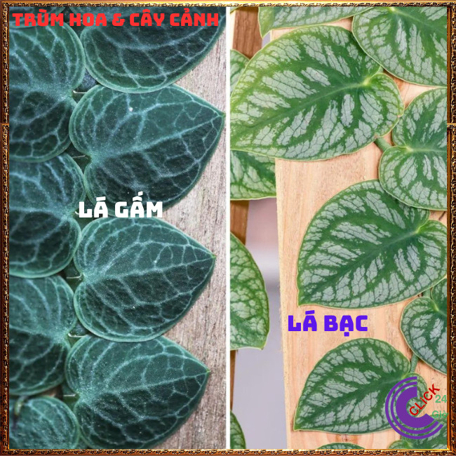 Cây TẮC KÈ GẤM LÁ TO dây leo tường cao 60 cm giống QUÝ họ thằn lằn⏰Hoa Mười Giờ Bonsai & Phụ Kiện