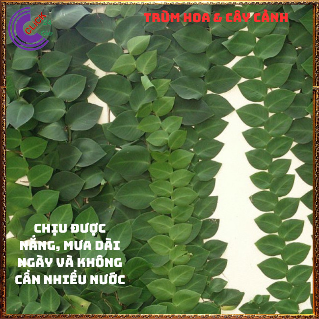 Chậu vảy ốc bám tường thằn lằn lá to dây leo trang trí xanh mát⏰TRÙM HOA VÀ CÂY CẢNH