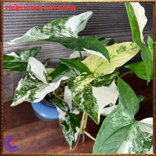 CHẬU CÂY TRẦU BÀ VÂN MÂY MỚI LẠ TRỒNG TRONG NHÀ LỌC KHÔNG KHÍ SIÊU TỐT⏰TRÙM HOA VÀ CÂY CẢNH
