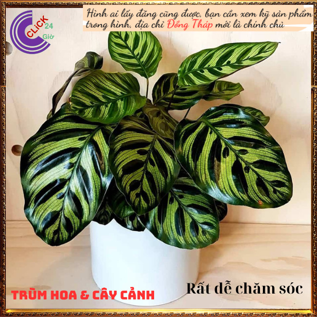 Chậu đuôi công khổng tước cây trồng trong nhà mang đến thịnh vượng ⏰ TRÙM HOA VÀ CÂY CẢNH